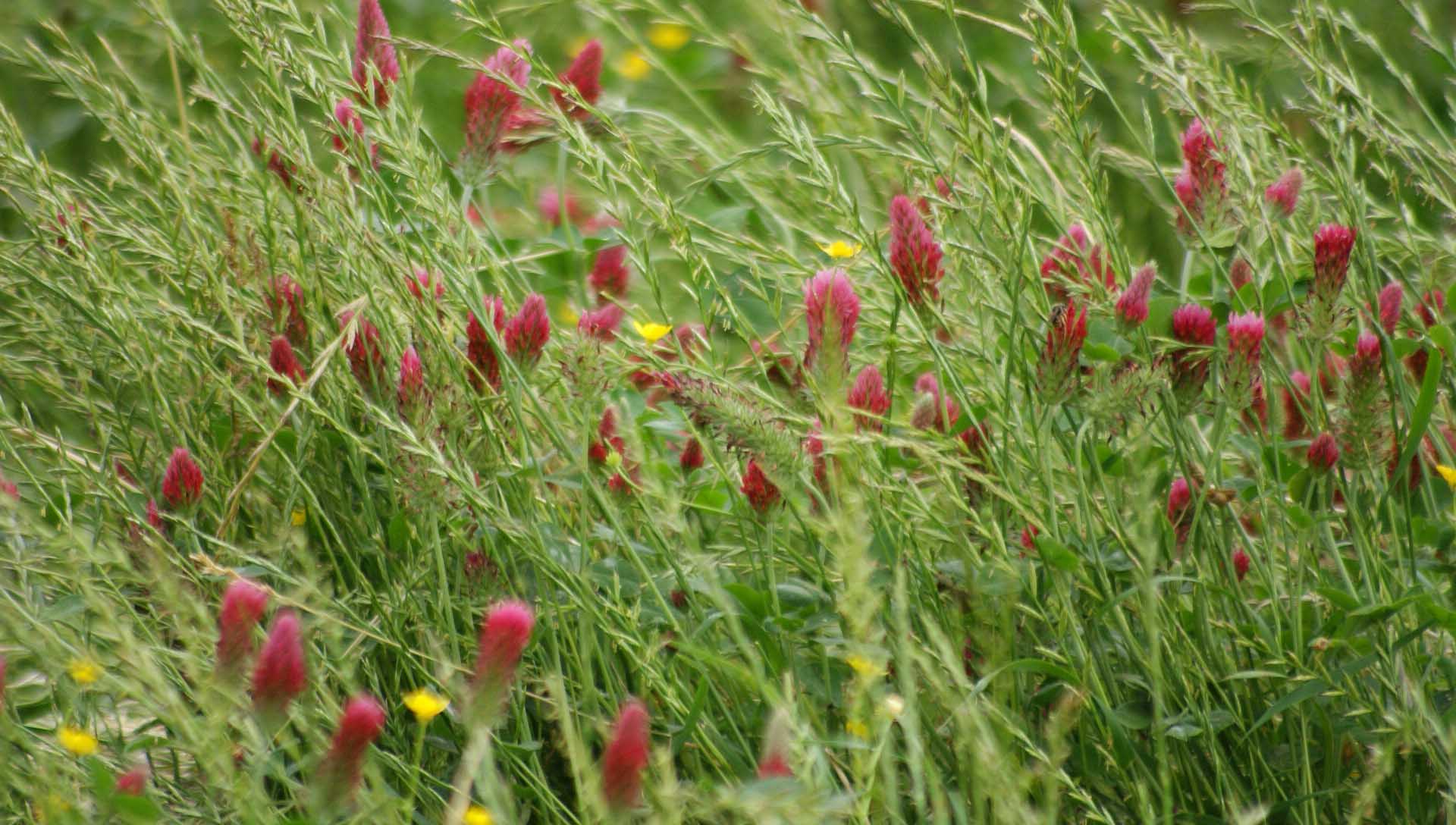 intorno al Lago di Vico - Trifolium incarnatum